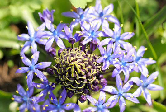 Beautiful blue purple colored Cuban lily (Schiller Peruviana) flower head, closeup macro photograph.