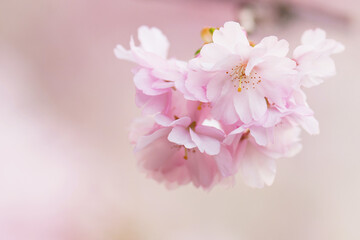 pink cherry blossom in spring