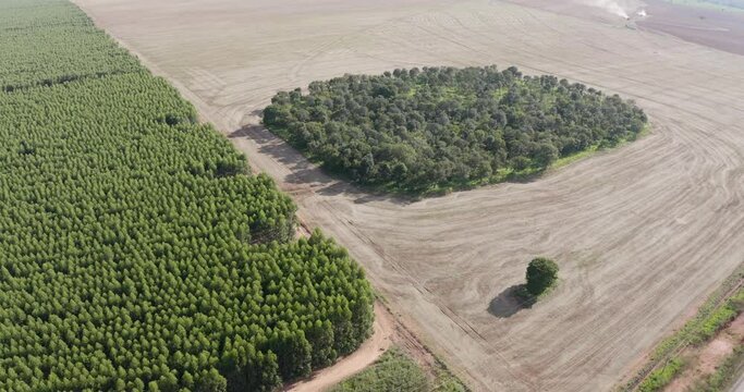 Road crossing a eucalyptus farm destined for the reforestation and cellulose industry, Ribas do Rio pardo, Mato Grosso do Sul, Brazil