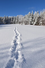 Footprints in the snow, Sainte-Apolline, Québec, Canada