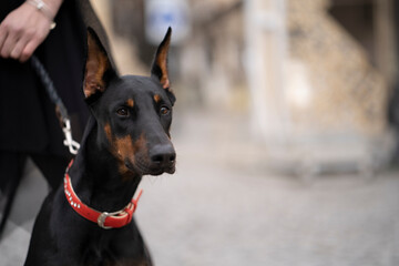 Serious black purebred Doberman with red collar holded by anonymous woman looking away against blurred street background