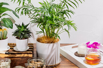 Home gardening. Potted plants, herbal tea and aroma candles in sustainable interior. Concept relaxing at home, self care and apartment gardening. Healing hobby growing home plants