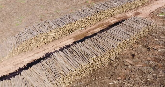 wood already cut in a eucalyptus farm destined for the reforestation and cellulose industry, Ribas do Rio pardo, Mato Grosso do Sul, Brazil