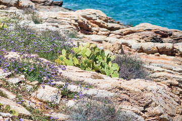 rocky coast of the sea