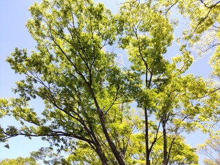 green sun