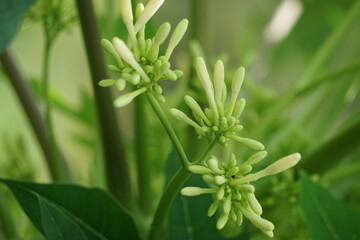 Obraz premium Pepaya (Also callede carica papaya, battek, papaw) flower. Indonesian usually use it as food. The taste is a little bitter