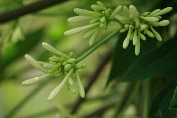 Fototapeta premium Pepaya (Also callede carica papaya, battek, papaw) flower. Indonesian usually use it as food. The taste is a little bitter