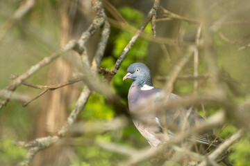 pigeon in the forest