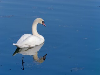 Closeup of a mute swan swimming on a pond under the sunlight
