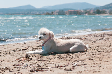 dog on the beach