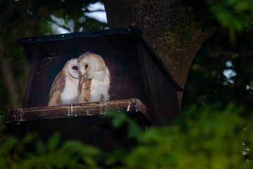 Owls of white and brown color perched on a wooden structure, looking out from their enclosure