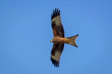 Majestic hawk soaring with its wings wide opened on background of the clear blue sky