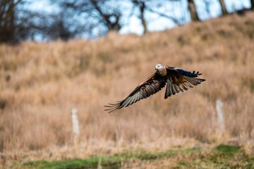 Majestic hawk soaring with its wings wide opened with a field in the background