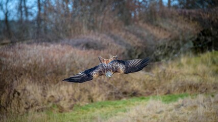Majestic hawk soaring with its wings wide opened with a field in the background