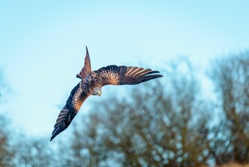 Majestic hawk soaring with its wings wide opened on background of the clear blue sky