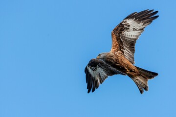 Majestic hawk soaring with its wings wide opened on background of the clear blue sky