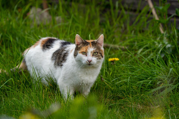 orange and white cat in the grass	
