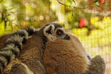 Fluffy lemurs rest in the summer sun in the tropics.