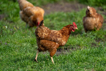 range chicken on grass