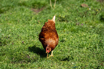 Fototapeta premium range chicken on grass