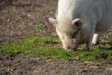 Naklejka na ściany i meble pig in the grass