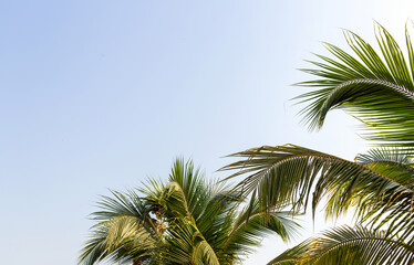 Background of Palm trees against the blue sky, Palm trees, and coconut trees, summer concept