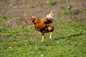 range chicken on grass