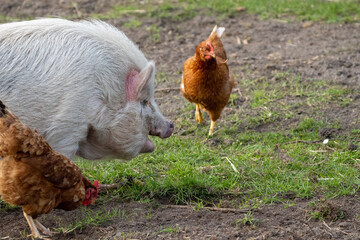 range chicken on grass
