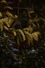 Vertical closeup of Acacia dealbata, the silver wattle or mimosa.