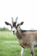 Close-up of a brown and white goat standing on a lush green grassy field