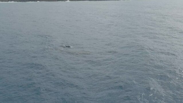 Adult Female Whale with Calf (baby) swimming and blowing air off the coast of Hawaii