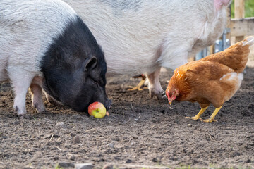 two pet pigs in a farm