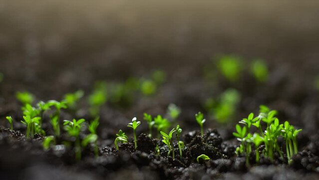 Plants growing at spring time lapse. Sprout germination from seeds in soil.