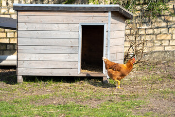 Chicken hen on a farm with on the background a chicken coop
