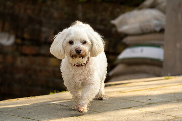 white miniature dog