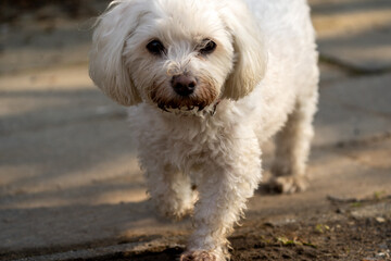 white miniature dog