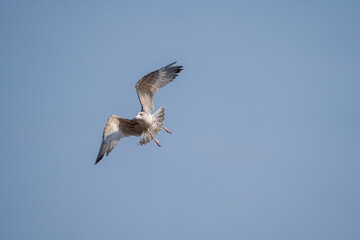 seagull bird in flight