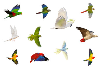 Obraz premium Collection of parrots isolated on transparent background png file