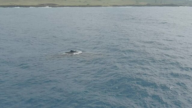 Adult Female Whale with Calf (baby) swimming and blowing air off the coast of Hawaii