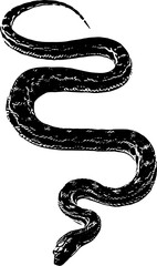 black snake isolated on white