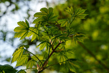 Giardini Montanelli, public park in Milan at springtime