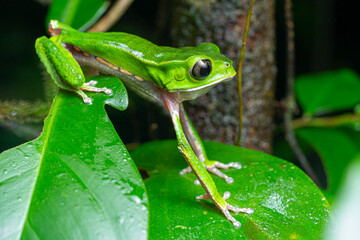 White-lined leaf frog (Phyllomedusa vaillantii) French Guiana South America