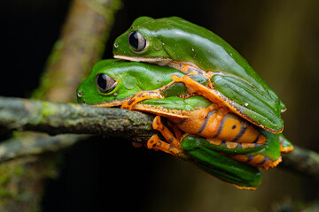 Tiger-striped tree frog (Callimedusa tomopterna) French Guiana Sout America
