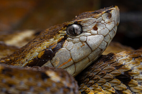 Common lancehead, fer-de-lance (Bothrops atrox) French Guiana South America