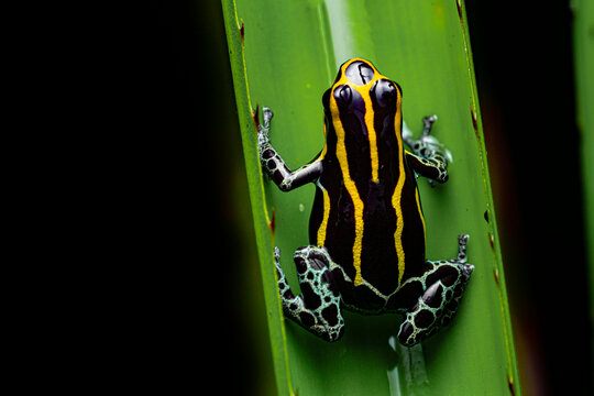 Zimmerman's poison frog (Ranitomeya variabilis) French Guiana South America