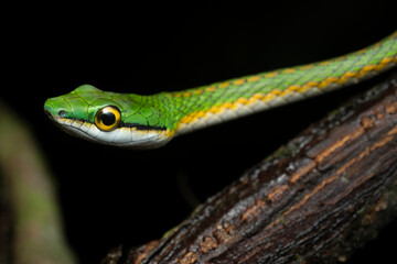 Parrot snake (Leptophis ahaetulla) French Guiana South America