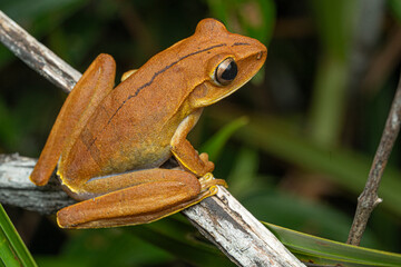 Many-banded tree frog (Boana multifasciata) French Guiana South America