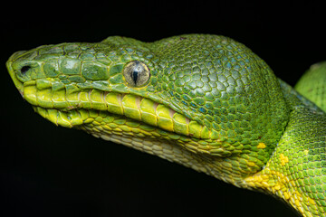 Emerald tree boa (Corallus caninus) French Guiana South America