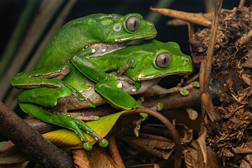 Giant monkey frog (Phyllomedusa bicolor) French Guiana South America
