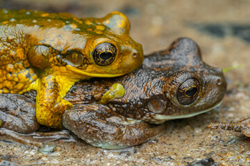  Milk frog (Trachycephalus typhonius) French Guiana South America